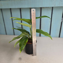 Load image into Gallery viewer, #B30 Monstera Gracilis
