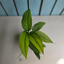 Load image into Gallery viewer, #B30 Monstera Gracilis