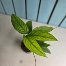 Load image into Gallery viewer, #B30 Monstera Gracilis