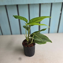 Load image into Gallery viewer, #B30 Monstera Gracilis