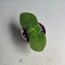 Load image into Gallery viewer, #G33 Episcia Blue Heaven