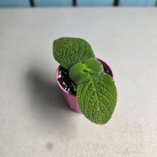 Load image into Gallery viewer, #G33 Episcia Blue Heaven