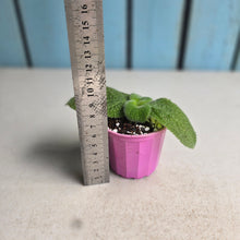 Load image into Gallery viewer, #G33 Episcia Blue Heaven