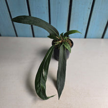 Load image into Gallery viewer, #77 Anthurium Vittarifolium