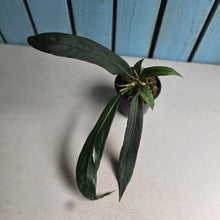 Load image into Gallery viewer, #77 Anthurium Vittarifolium
