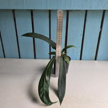 Load image into Gallery viewer, #77 Anthurium Vittarifolium
