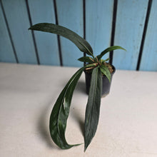 Load image into Gallery viewer, #77 Anthurium Vittarifolium