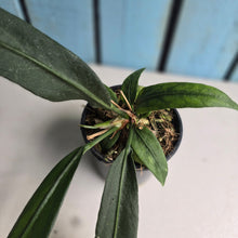 Load image into Gallery viewer, #77 Anthurium Vittarifolium
