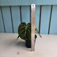 Load image into Gallery viewer, #220 Philodendron El Choco