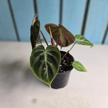 Load image into Gallery viewer, #220 Philodendron El Choco