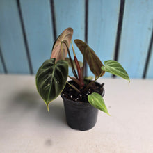 Load image into Gallery viewer, #220 Philodendron El Choco