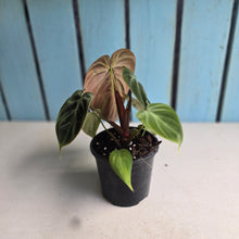Load image into Gallery viewer, #220 Philodendron El Choco