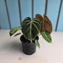 Load image into Gallery viewer, #220 Philodendron El Choco