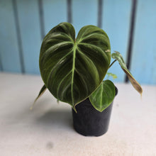 Load image into Gallery viewer, #220 Philodendron El Choco