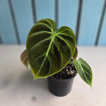 Load image into Gallery viewer, #J552 Philodendron El Choco