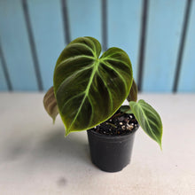Load image into Gallery viewer, #J552 Philodendron El Choco