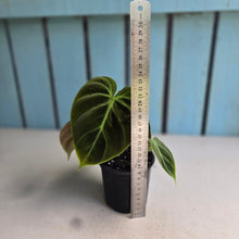 Load image into Gallery viewer, #J552 Philodendron El Choco