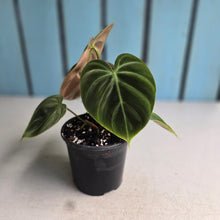 Load image into Gallery viewer, #J552 Philodendron El Choco