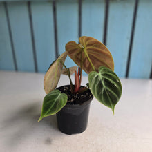 Load image into Gallery viewer, #J552 Philodendron El Choco