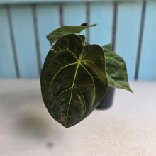 Load image into Gallery viewer, #22 Multi-headed Anthurium Forgetii x Crystallinum Silver Blush