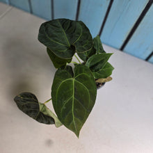 Load image into Gallery viewer, #22 Multi-headed Anthurium Forgetii x Crystallinum Silver Blush