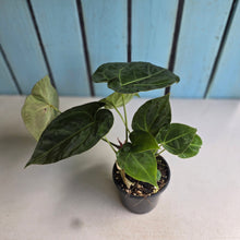 Load image into Gallery viewer, #22 Multi-headed Anthurium Forgetii x Crystallinum Silver Blush
