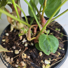 Load image into Gallery viewer, #22 Multi-headed Anthurium Forgetii x Crystallinum Silver Blush