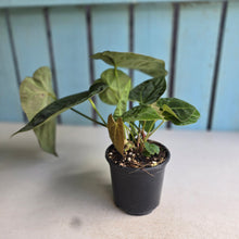 Load image into Gallery viewer, #22 Multi-headed Anthurium Forgetii x Crystallinum Silver Blush