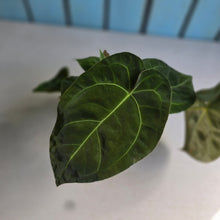 Load image into Gallery viewer, #22 Multi-headed Anthurium Forgetii x Crystallinum Silver Blush