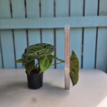 Load image into Gallery viewer, #22 Multi-headed Anthurium Forgetii x Crystallinum Silver Blush