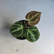 Load image into Gallery viewer, #139 Anthurium Hilders Crystallinum