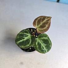 Load image into Gallery viewer, #139 Anthurium Hilders Crystallinum