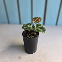 Load image into Gallery viewer, #139 Anthurium Hilders Crystallinum