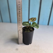 Load image into Gallery viewer, #139 Anthurium Hilders Crystallinum