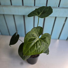 Load image into Gallery viewer, #B106 Anthurium Clarinervium x