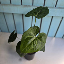 Load image into Gallery viewer, #B106 Anthurium Clarinervium x