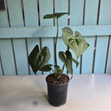 Load image into Gallery viewer, #B106 Anthurium Clarinervium x