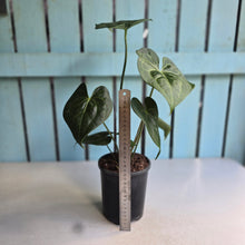 Load image into Gallery viewer, #B106 Anthurium Clarinervium x