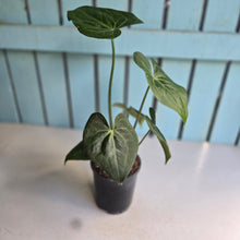 Load image into Gallery viewer, #B106 Anthurium Clarinervium x