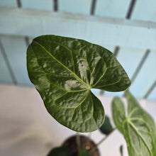 Load image into Gallery viewer, #B106 Anthurium Clarinervium x