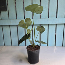 Load image into Gallery viewer, #B106 Anthurium Clarinervium x