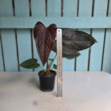 Load image into Gallery viewer, #P2 Anthurium Queen of Hearts