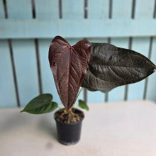 Load image into Gallery viewer, #P2 Anthurium Queen of Hearts