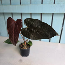 Load image into Gallery viewer, #P2 Anthurium Queen of Hearts