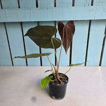 Load image into Gallery viewer, #P2 Anthurium Queen of Hearts