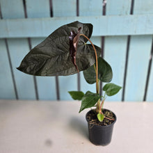 Load image into Gallery viewer, #54 Anthurium Queen of Hearts