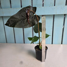Load image into Gallery viewer, #54 Anthurium Queen of Hearts