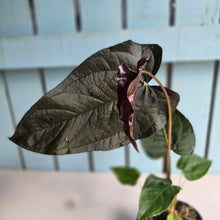 Load image into Gallery viewer, #54 Anthurium Queen of Hearts