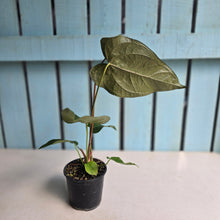 Load image into Gallery viewer, #54 Anthurium Queen of Hearts