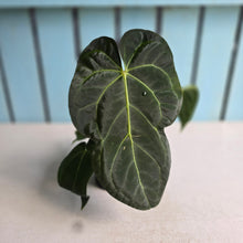 Load image into Gallery viewer, #H346 Anthurium NOID